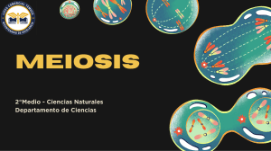 Meiosis: Divisi&oacute;n Celular, Reproducci&oacute;n y Diversidad Gen&eacute;tica | Biolog&iacute;a