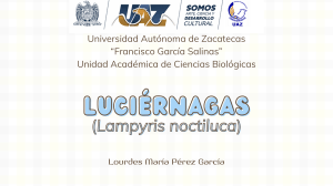 Luci&eacute;rnagas (Lampyris noctiluca): Biolog&iacute;a, Ciclo de Vida y Conservaci&oacute;n