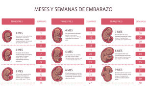 Meses y Semanas del Embarazo: Gu&iacute;a Trimestre a Trimestre
