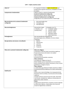 Tejido Conectivo: Componentes, Fibras, C&eacute;lulas y Clasificaci&oacute;n