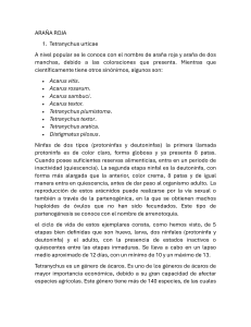 Ara&ntilde;a Roja (Tetranychus urticae): Ciclo de Vida y Sin&oacute;nimos