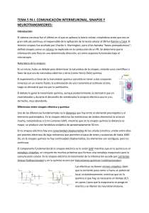 Comunicaci&oacute;n Interneuronal: Sinapsis, Neurotransmisores y Receptores