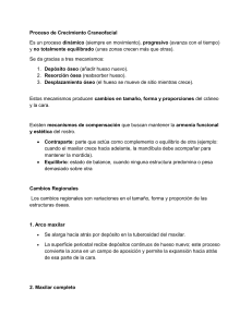 Proceso de Crecimiento Craneofacial: Mecanismos, Cambios y Etapas