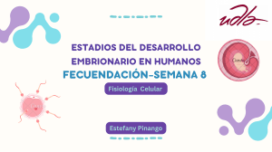 Desarrollo Embrionario Humano: Fecundaci&oacute;n a Semana 8 | Fisiolog&iacute;a Celular