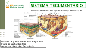 Sistema Tegumentario: Piel, Epidermis, Dermis y Anexos - Histolog&iacute;a