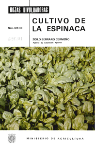 Cultivo de la Espinaca: Gu&iacute;a Agr&iacute;cola Detallada