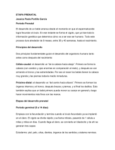 Desarrollo Prenatal: Etapas, Principios y Crecimiento Mes a Mes