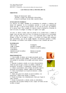 Práctica de Laboratorio: Observación de Células de la Mucosa Bucal