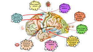 &Aacute;reas Funcionales del Cerebro: Broca, Wernicke, Motoras, Sensitivas