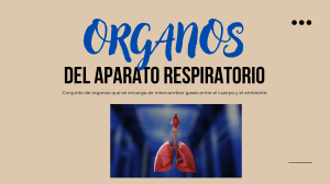 &Oacute;rganos del Aparato Respiratorio, Sangre y Circulaci&oacute;n: Gu&iacute;a Completa