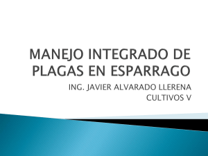 Manejo Integrado de Plagas en Esp&aacute;rrago: Gu&iacute;a Completa