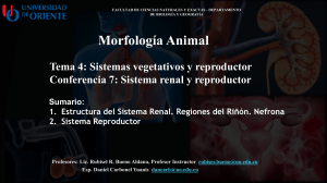 Morfolog&iacute;a Animal: Sistemas Renal y Reproductor