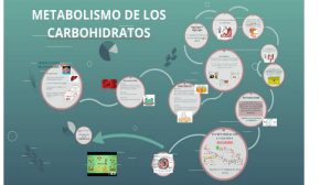 Metabolismo de los Gl&uacute;cidos: Conceptos B&aacute;sicos