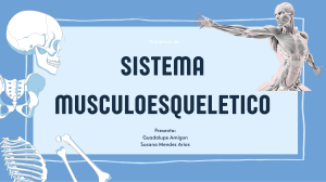 Sistema musculoesqueletico
