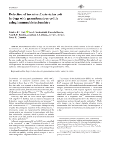 Detection of invasive E. coli in dogs with granulomatous colitis using IHC