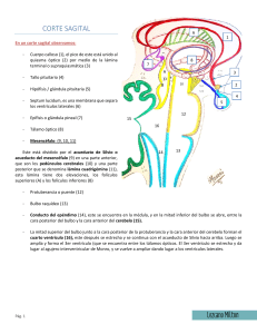Corte Sagital del Cerebro: Anatom&iacute;a y Circulaci&oacute;n de L&iacute;quido Cefalorraqu&iacute;deo
