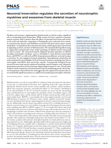 Neuronal Innervation Regulates Muscle Myokine and Exosome Secretion