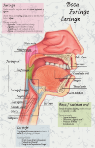 Infografia Boca Faringe Laringe