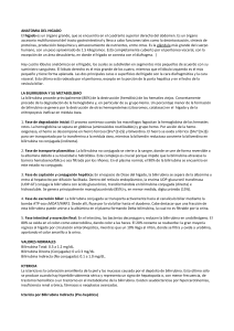 Anatom&iacute;a del H&iacute;gado: Metabolismo de la Bilirrubina y Ictericia