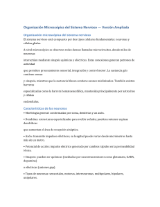 Organizaci&oacute;n Microsc&oacute;pica del Sistema Nervioso
