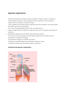 Aparato respiratorio: anatom&iacute;a y funci&oacute;n