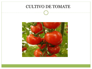 Cultivo de Tomate: Gu&iacute;a Completa para la Producci&oacute;n