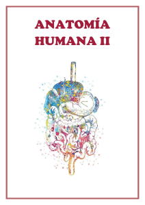 wuolah-free-1o-Parcial-Anatomia-Humana-II-gulag-free 