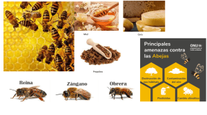 Abejas para ni&ntilde;os: Miel, Cera y Prop&oacute;leo