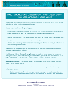 Anatom&iacute;a Humana y del Desarrollo: Sistema Circulatorio