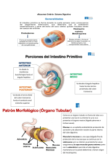 Resumen Embriolog&iacute;a Sistema Digestivo