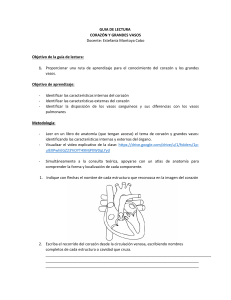 Gu&iacute;a de lectura: Anatom&iacute;a del coraz&oacute;n y grandes vasos