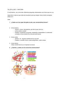 Worksheet de Anatom&iacute;a Ocular: Taller Clase 1 Preguntas y Diagrama