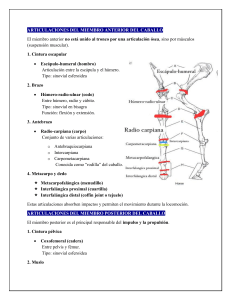 Anatom&iacute;a de las Articulaciones del Caballo
