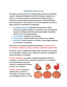 Sistema Muscular: Propiedades, Tipos y Funciones