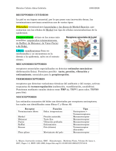 Receptores Cut&aacute;neos: Tipos y Funciones