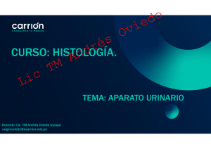 Curso de Histolog&iacute;a: Aparato Urinario