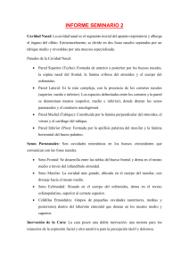 Informe Seminario 2: Cavidad Nasal y Anatom&iacute;a Facial
