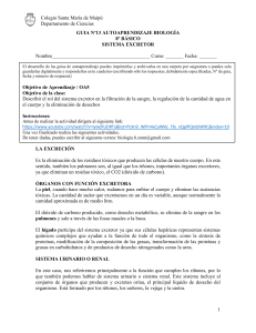 Gu&iacute;a Autoaprendizaje Biolog&iacute;a 8&ordm;: Sistema Excretor