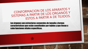 Conformaci&oacute;n de aparatos y sistemas a partir de &oacute;rganos y tejidos