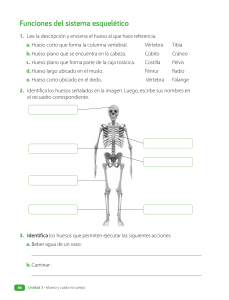 Funciones del sistema esquel&eacute;tico
