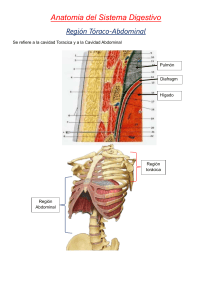 Anatom&iacute;a del Sistema Digestivo - Regi&oacute;n T&oacute;raco-Abdominal