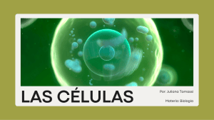 Las C&eacute;lulas: Estructura, Tipos y Funci&oacute;n Celular