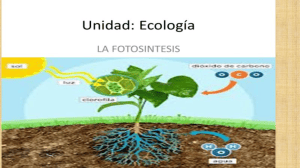 La Fotos&iacute;ntesis: Proceso, Fases y Factores que la Influyen