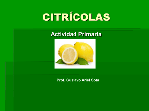 Agricultura de Citricos: Procesos de Producci&oacute;n Primaria y An&aacute;lisis de Costos