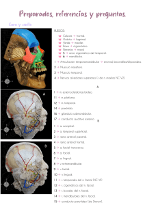 Anatom&iacute;a de la Cara y Cuello: Huesos, M&uacute;sculos, Vasos y Nervios