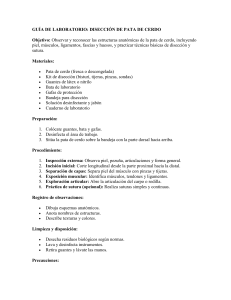 Gu&iacute;a de Laboratorio: Disecci&oacute;n de Pata de Cerdo