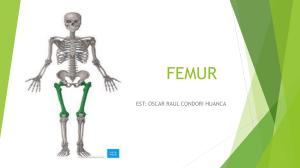Anatom&iacute;a del F&eacute;mur: Estructura y Componentes
