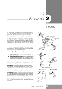 Anatomia Canina