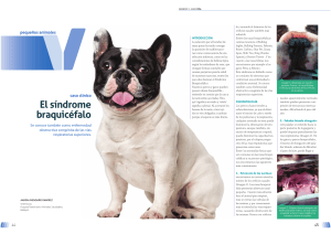 S&iacute;ndrome Braquic&eacute;falo en Perros y Gatos: Estudio de Caso Veterinario