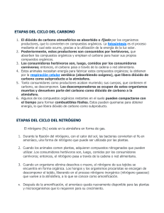 Etapas del ciclo del carbono y nitr&oacute;geno